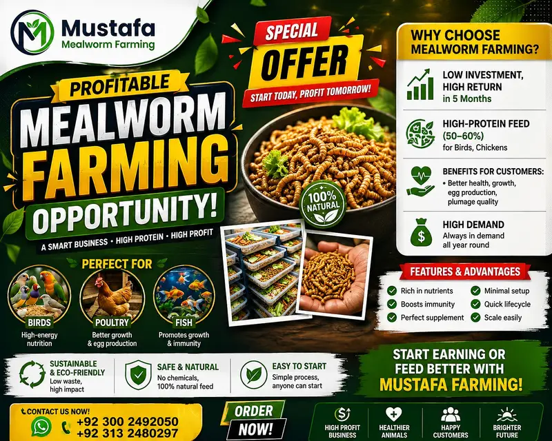 mealworms | birds food | parrot , hens , fish food | love birds food — photo 11