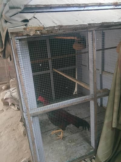 birds cage