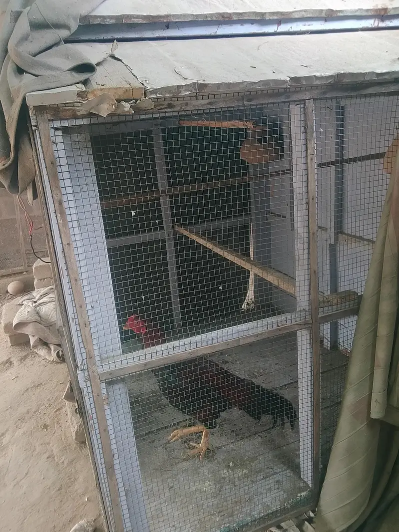 birds cage