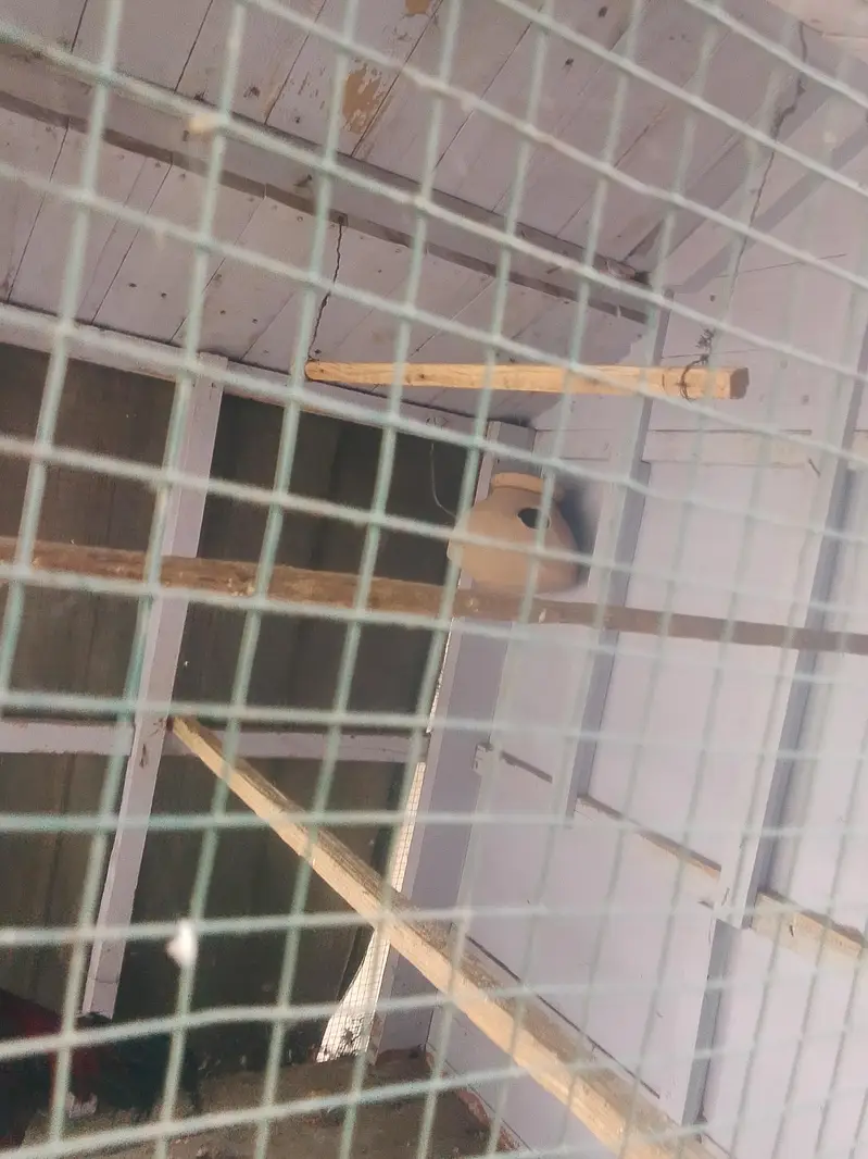 birds cage — photo 2