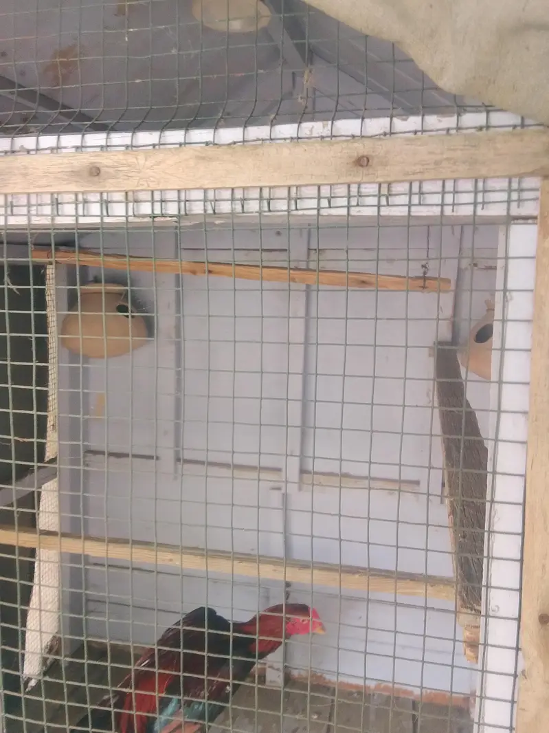 birds cage — photo 3
