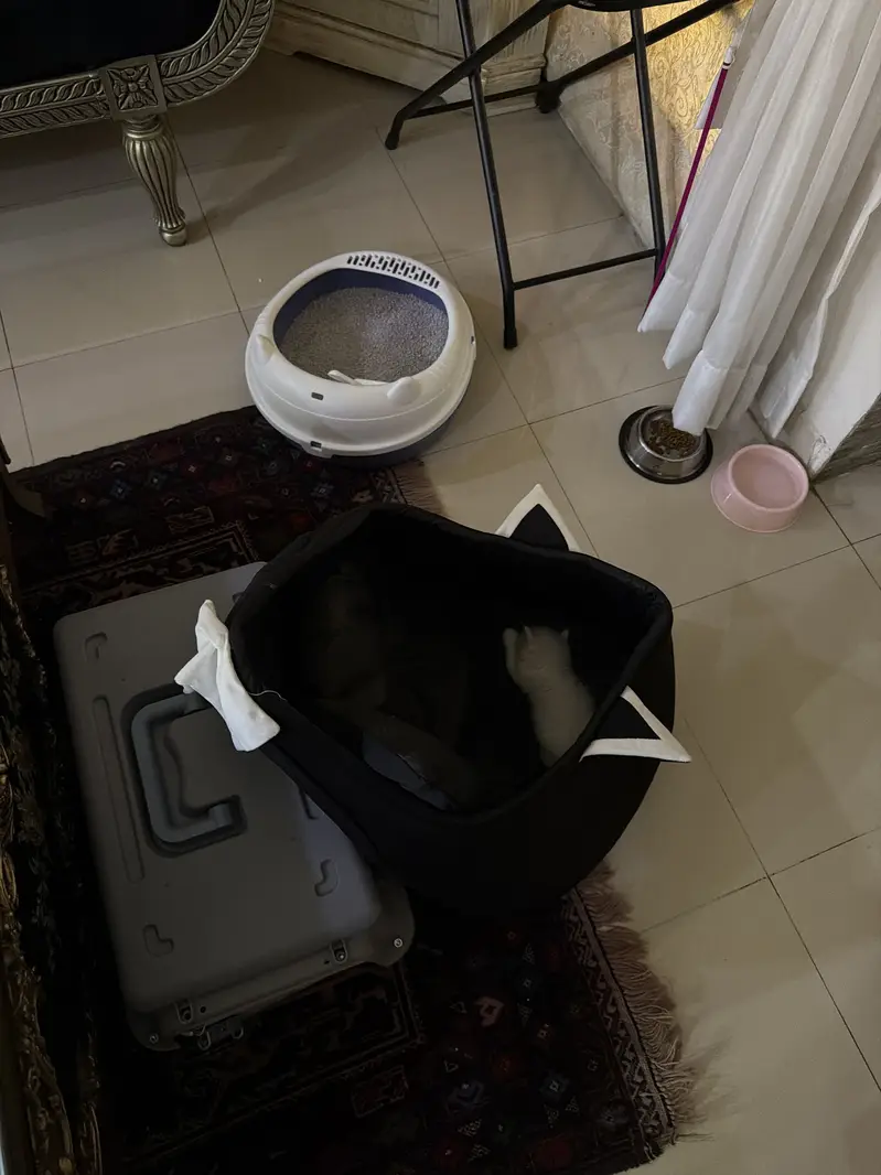 persian active kitten — photo 3