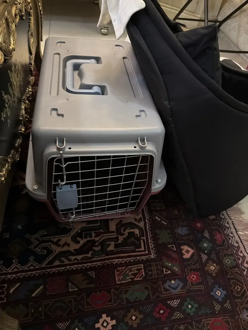 persian active kitten — photo 4