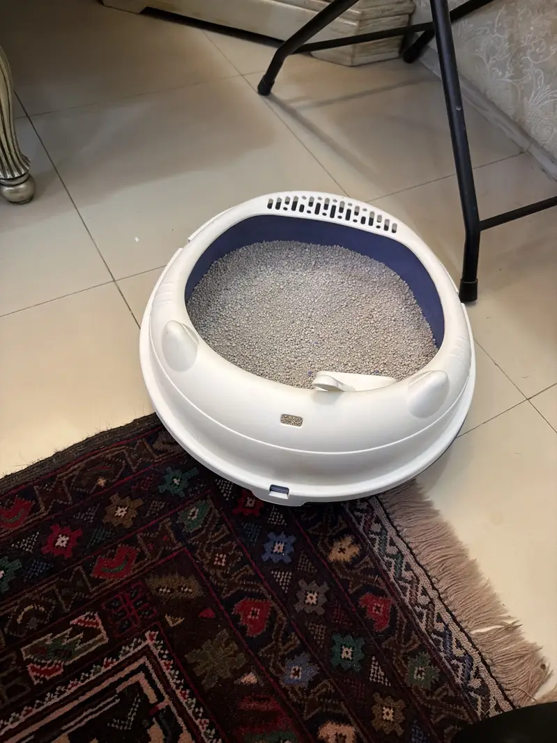 persian active kitten — photo 5
