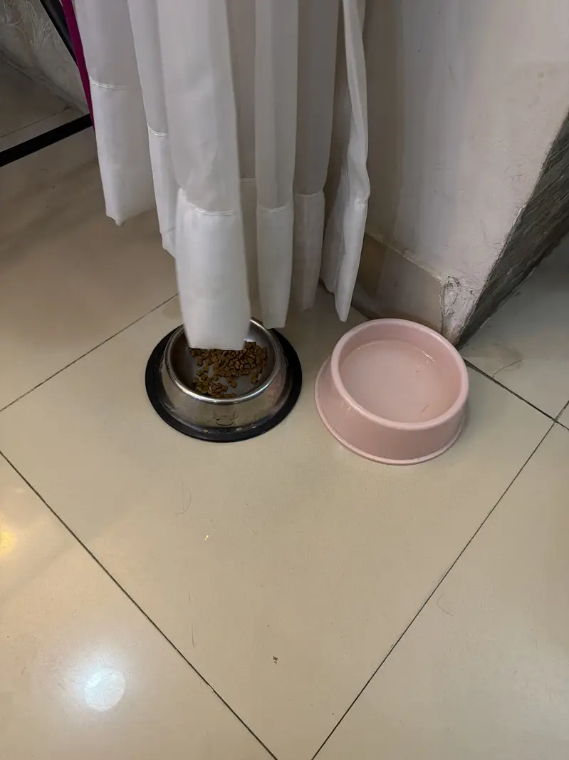 persian active kitten — photo 6