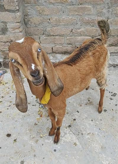 Bakri Female Phatt Beetal Cross