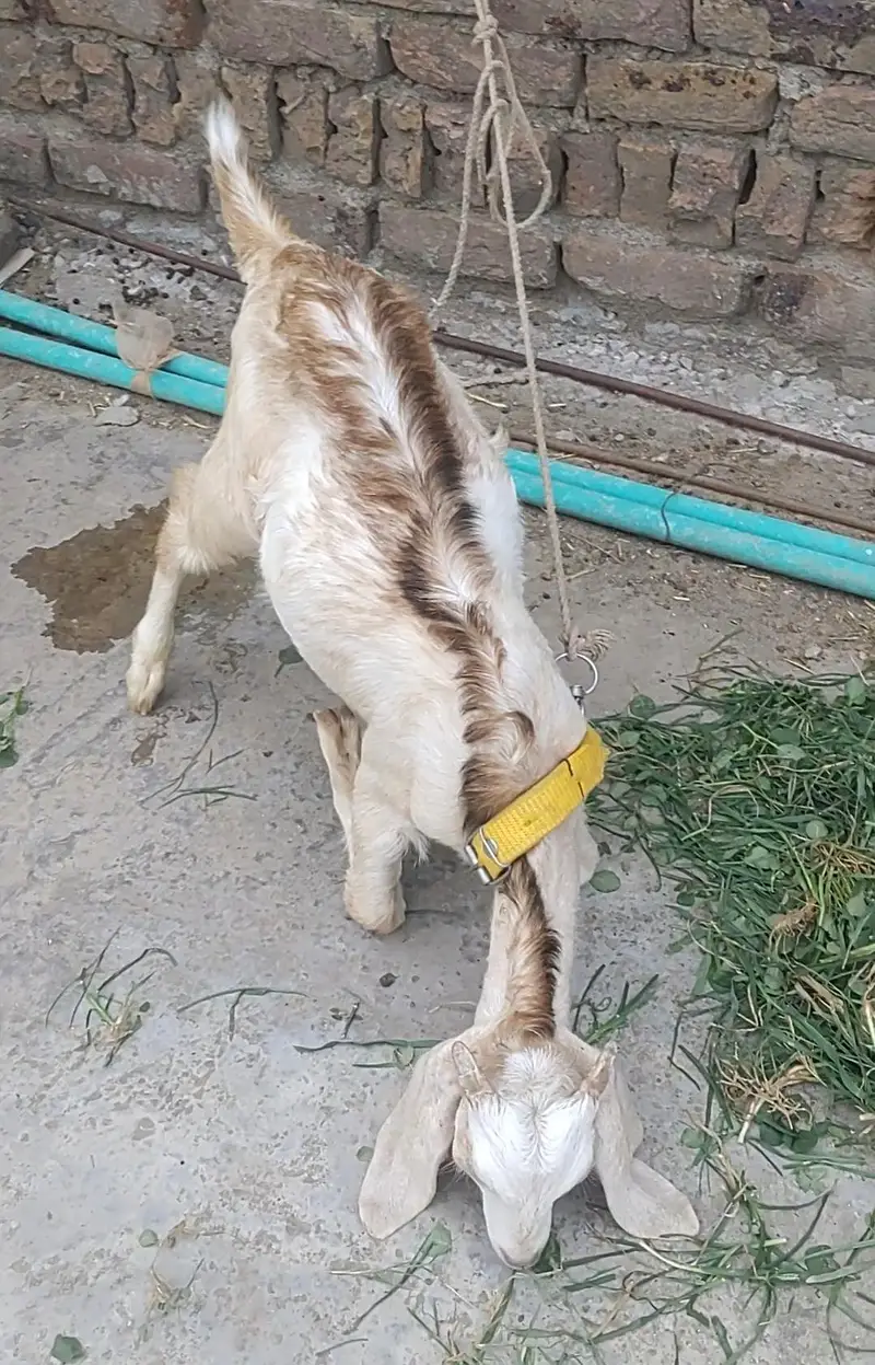 Goat Pair Male And Female — photo 3