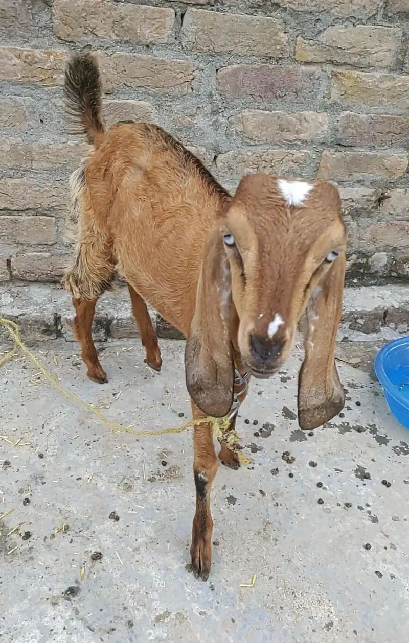 Goat Pair Male And Female — photo 4