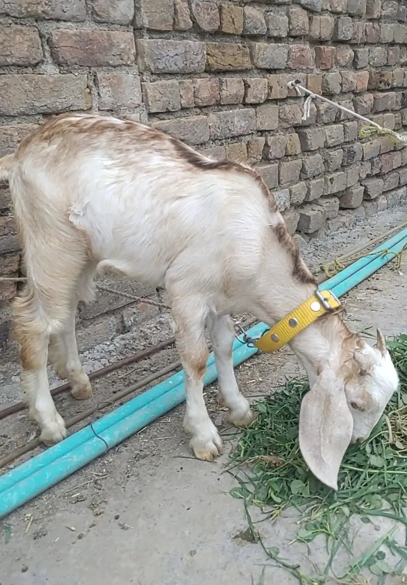 Goat Pair Male And Female — photo 5