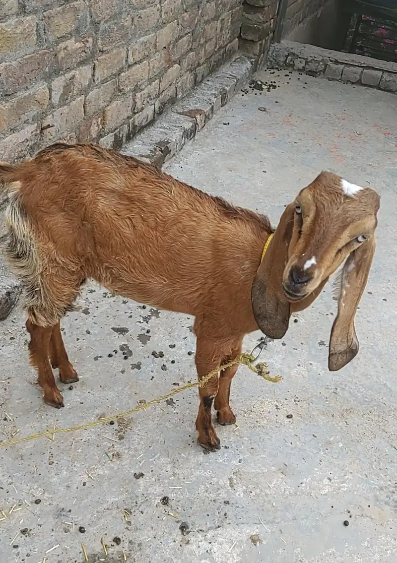 Goat Pair Male And Female — photo 7