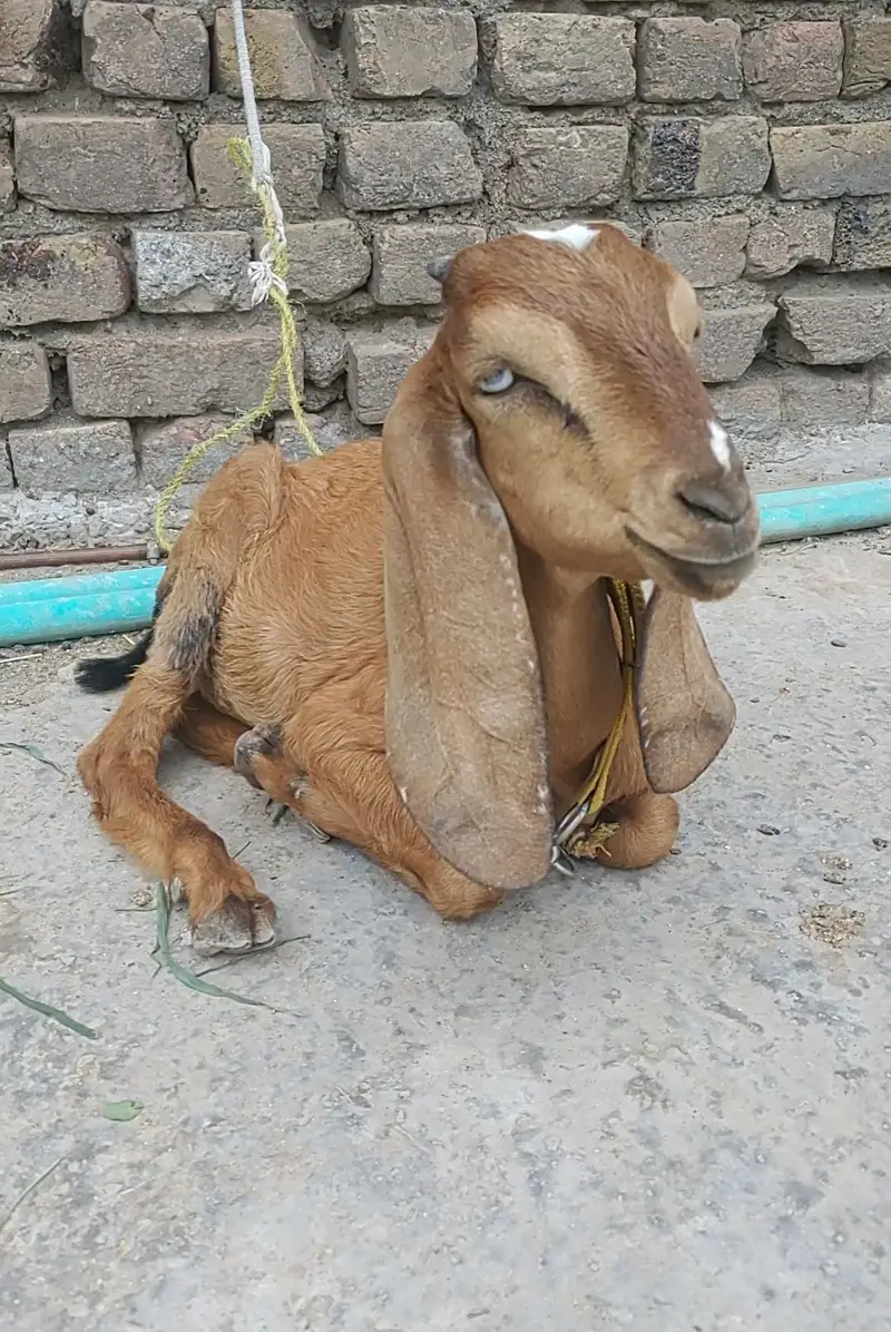 Goat Pair Male And Female — photo 8