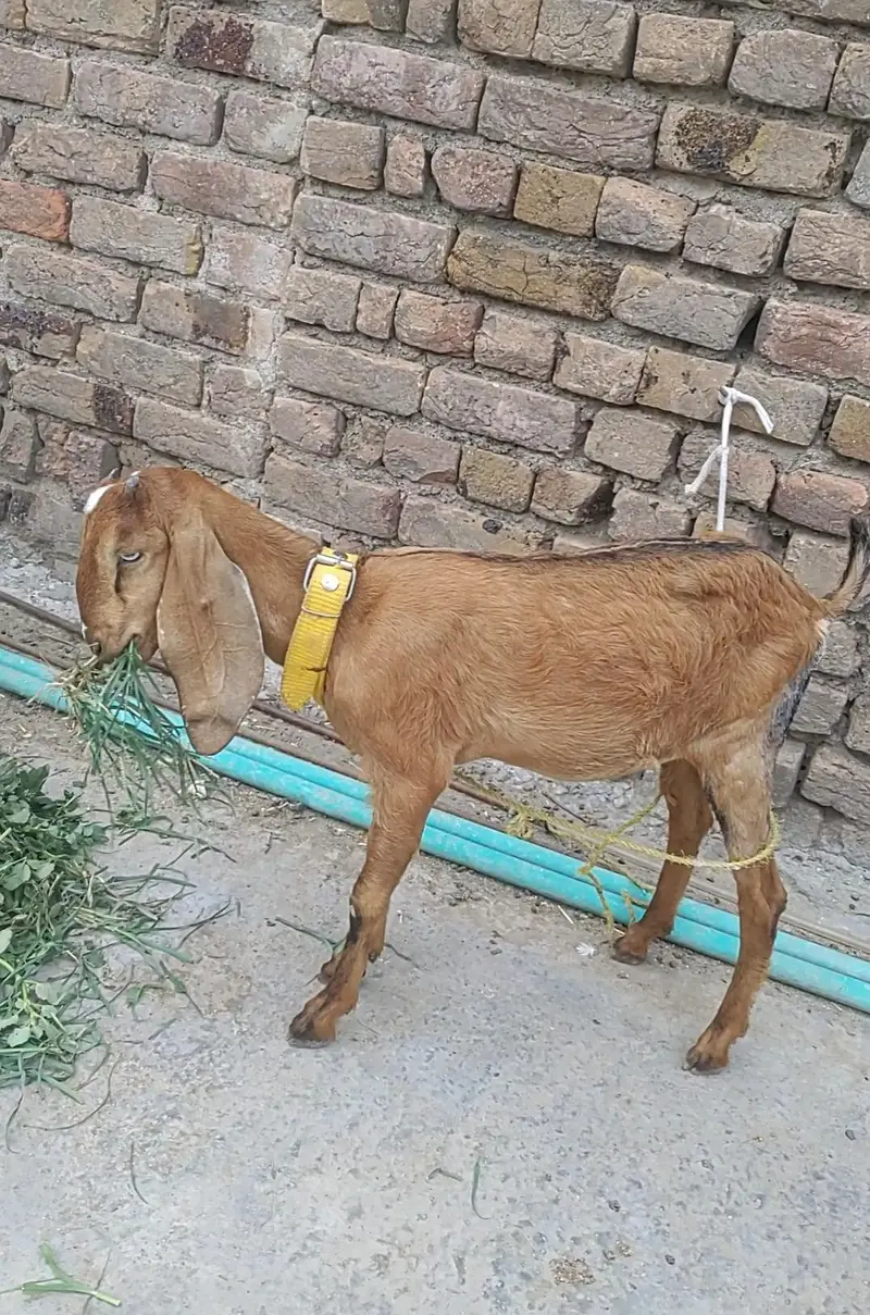 Goat Pair Male And Female — photo 9