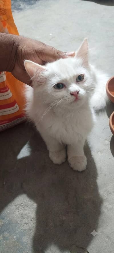 wight cat