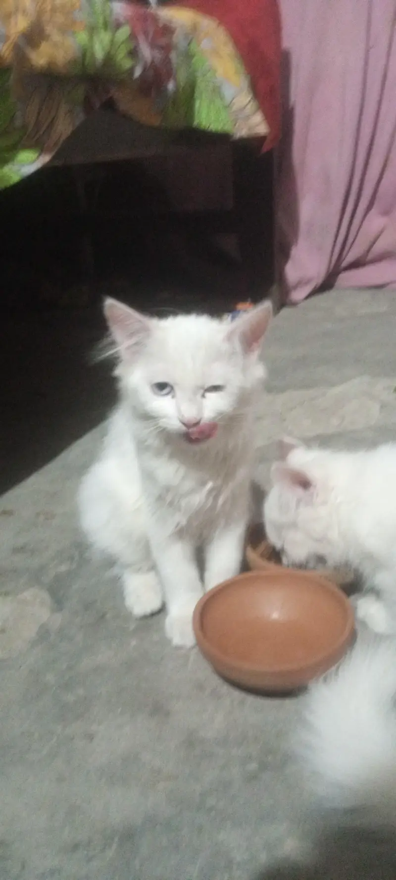 wight cat — photo 3