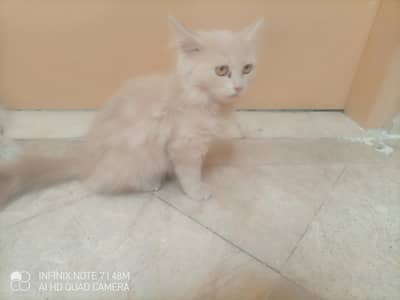 kittens for sale male femle