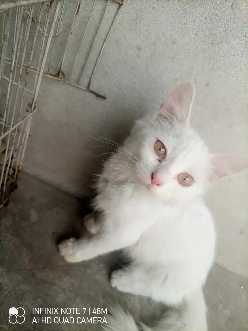 kittens for sale male femle — photo 2