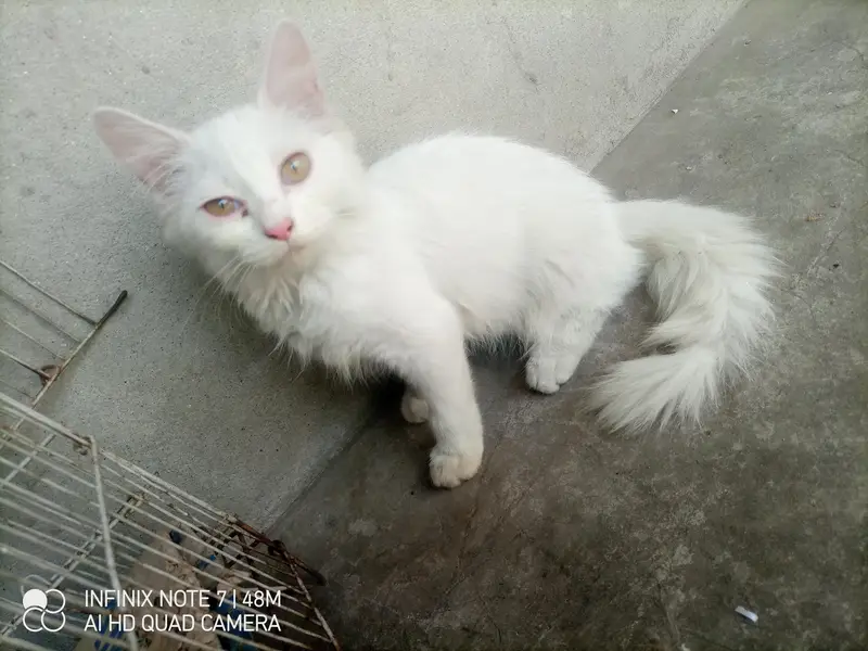 kittens for sale male femle — photo 3
