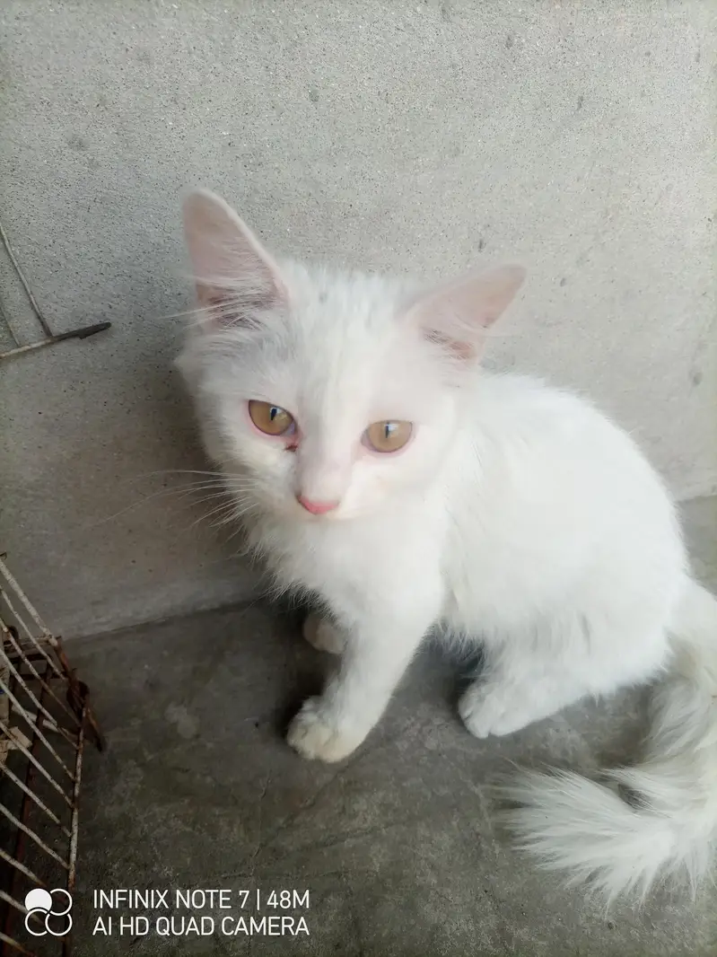 kittens for sale male femle — photo 4