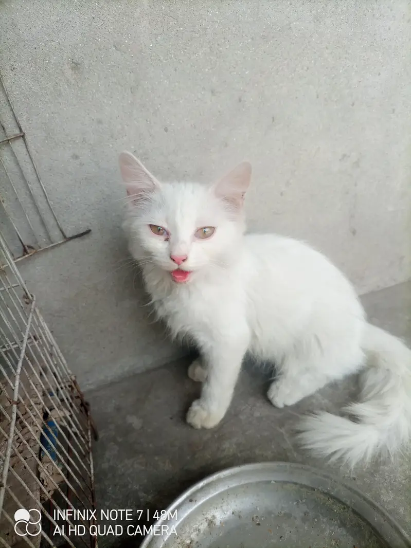 kittens for sale male femle — photo 5