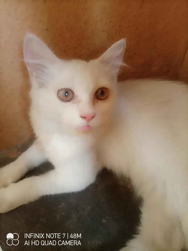 kittens for sale male femle — photo 6