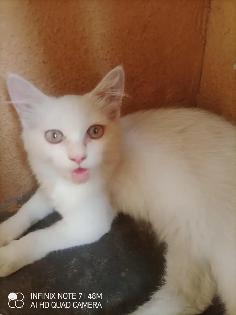 kittens for sale male femle — photo 7