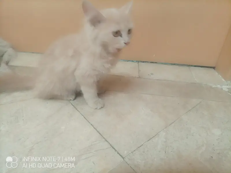 kittens for sale male femle — photo 9