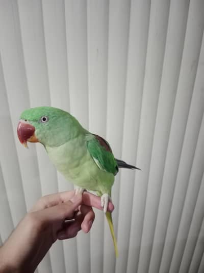 healthy and active female raw parrot