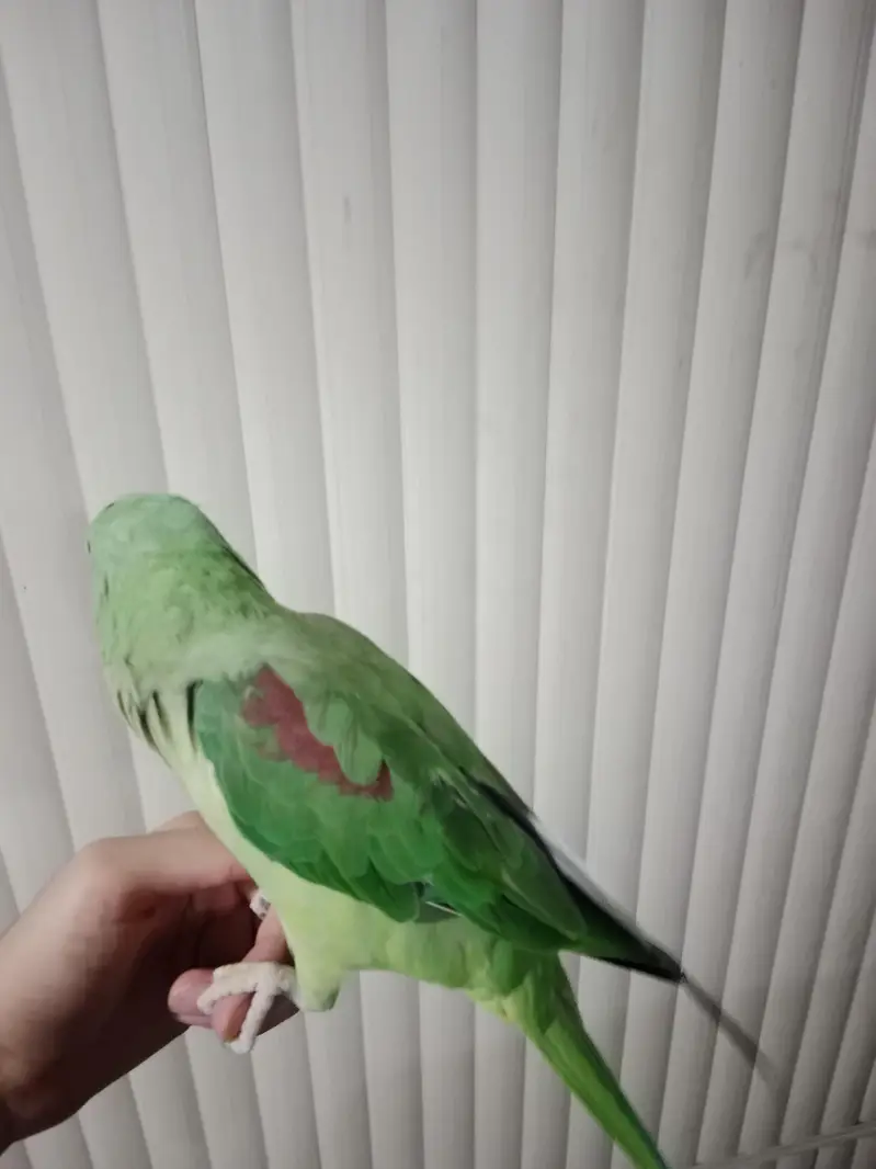 healthy and active female raw parrot — photo 2