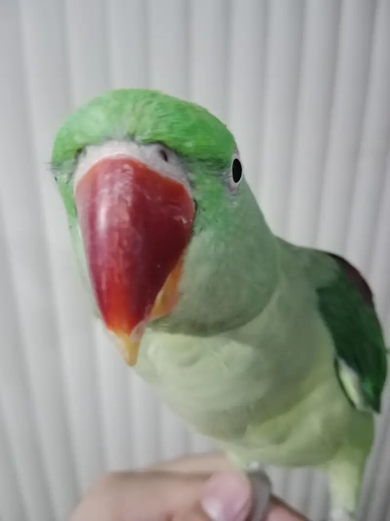 healthy and active female raw parrot — photo 3
