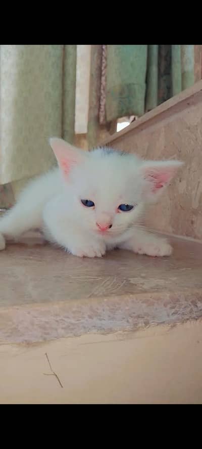 kitten for sale