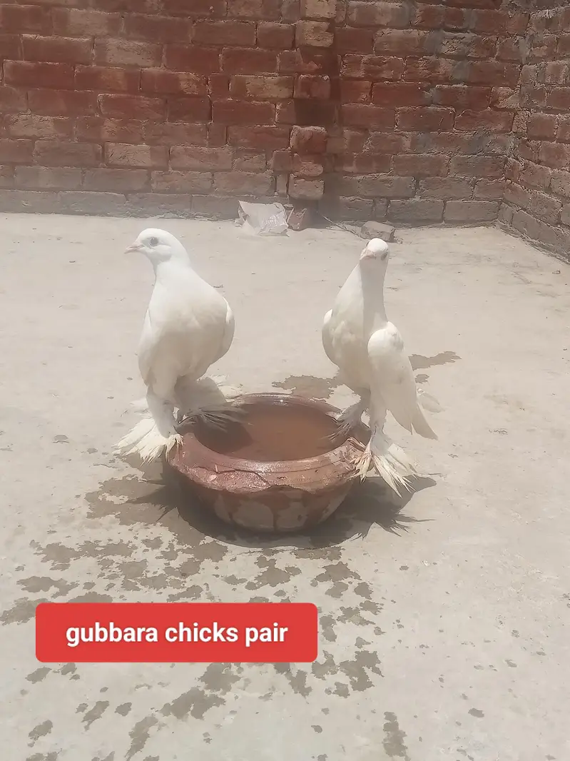غبارہ وائٹ انگلش امریکن میل فی میل  بریڈر پیر سنگل پیس بھی ہیں — photo 7