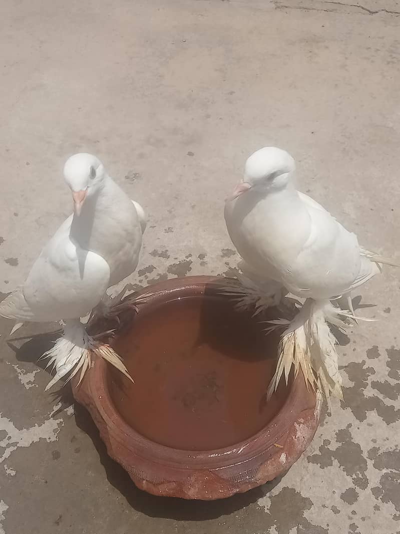 غبارہ وائٹ انگلش امریکن میل فی میل  بریڈر پیر سنگل پیس بھی ہیں 7
