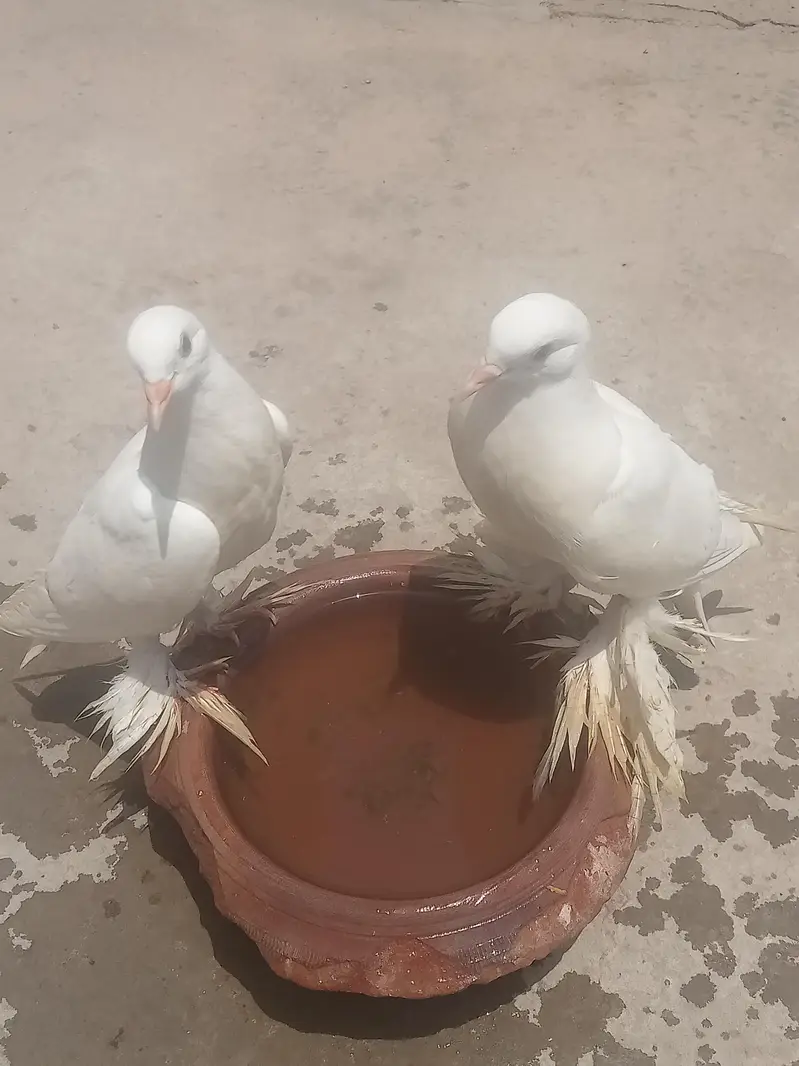 غبارہ وائٹ انگلش امریکن میل فی میل  بریڈر پیر سنگل پیس بھی ہیں — photo 8