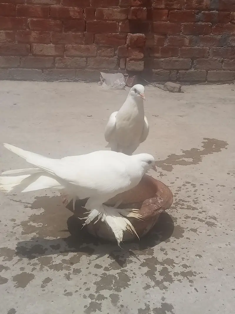 غبارہ وائٹ انگلش امریکن میل فی میل  بریڈر پیر سنگل پیس بھی ہیں — photo 9