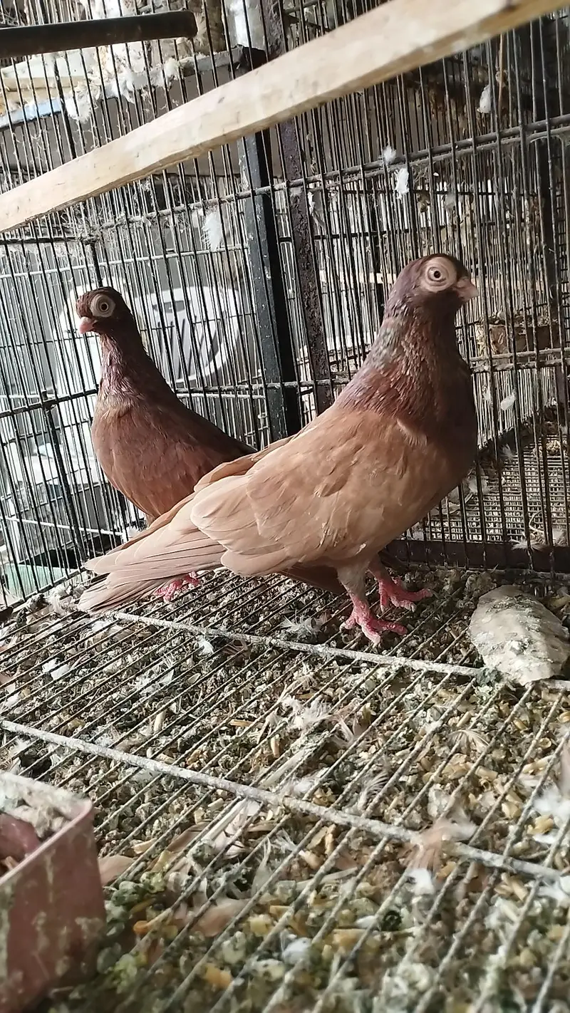 5 breeding pairs — photo 3