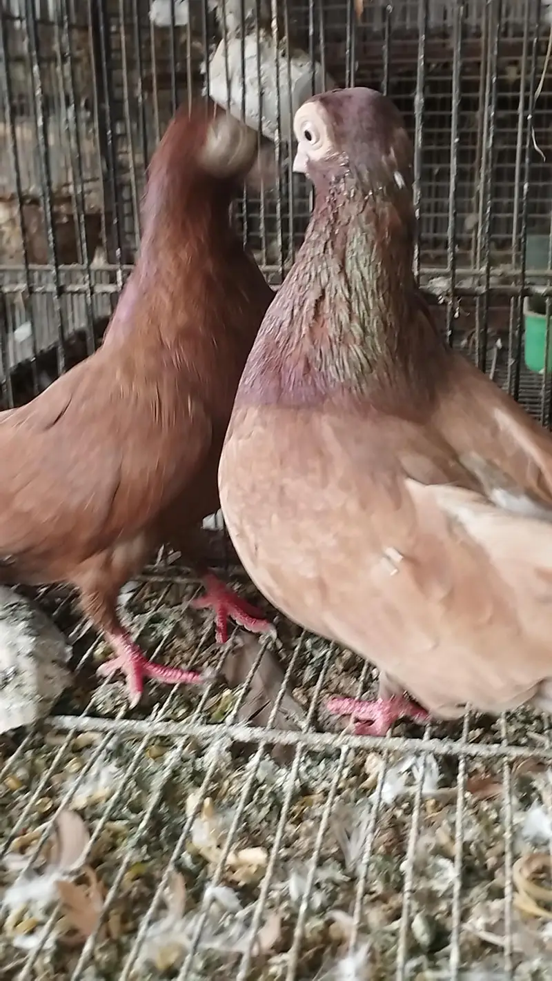 5 breeding pairs — photo 4