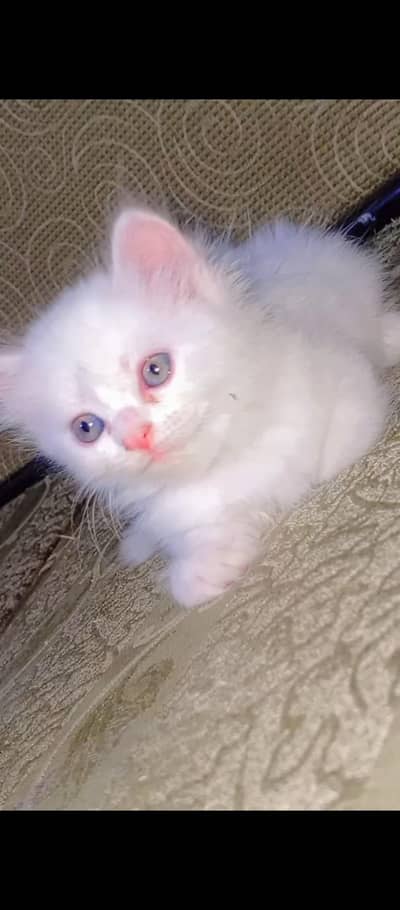 Persian cat