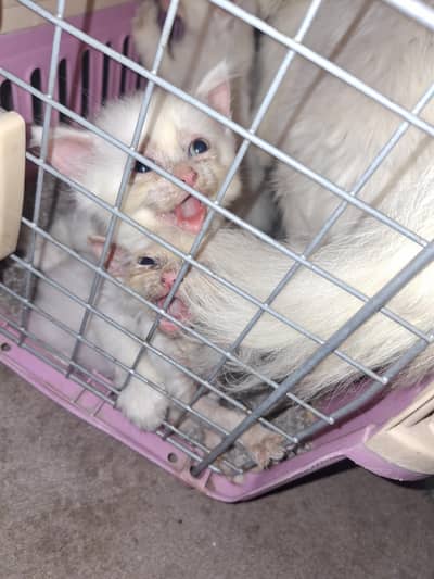 urgent for sale