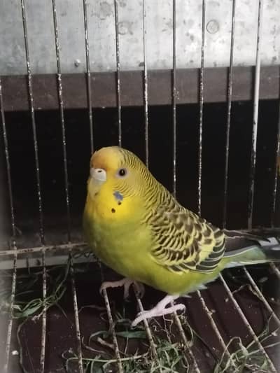 Australian parrot
