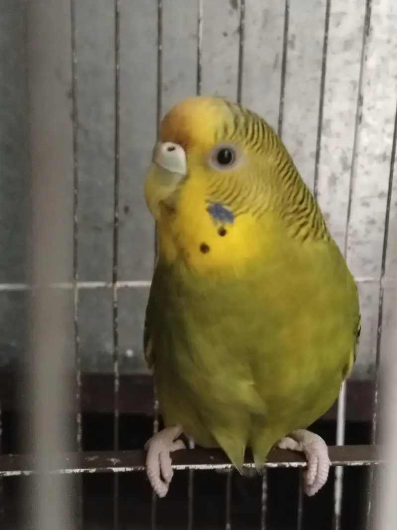 Australian parrot — photo 2