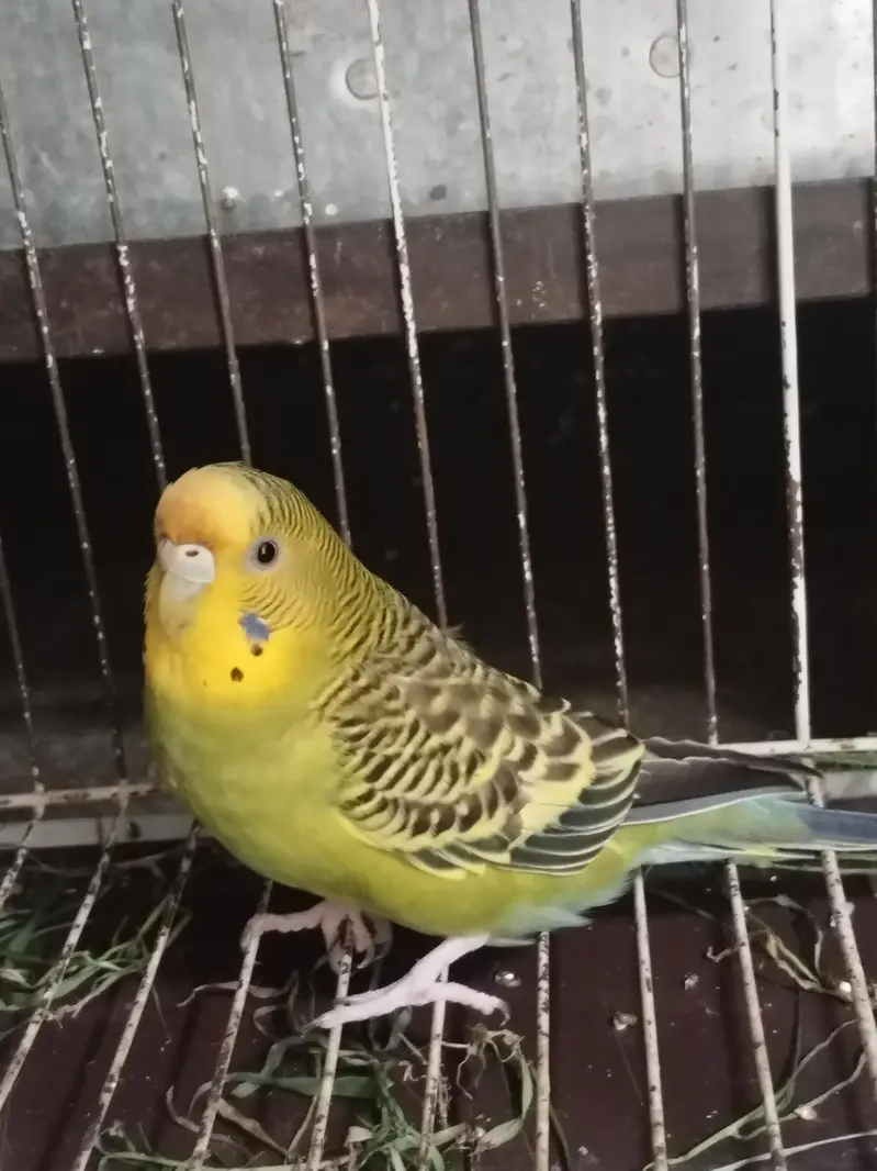 Australian parrot — photo 3