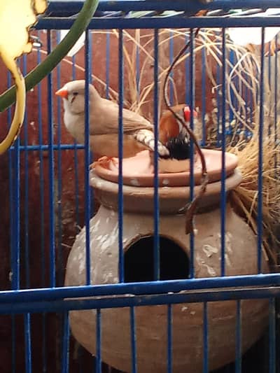 Mutation Finches and Fawn Java Pairs