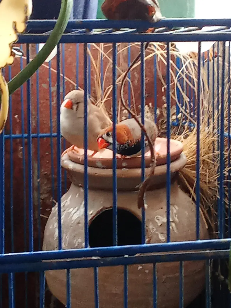 Mutation Finches and Fawn Java Pairs — photo 2