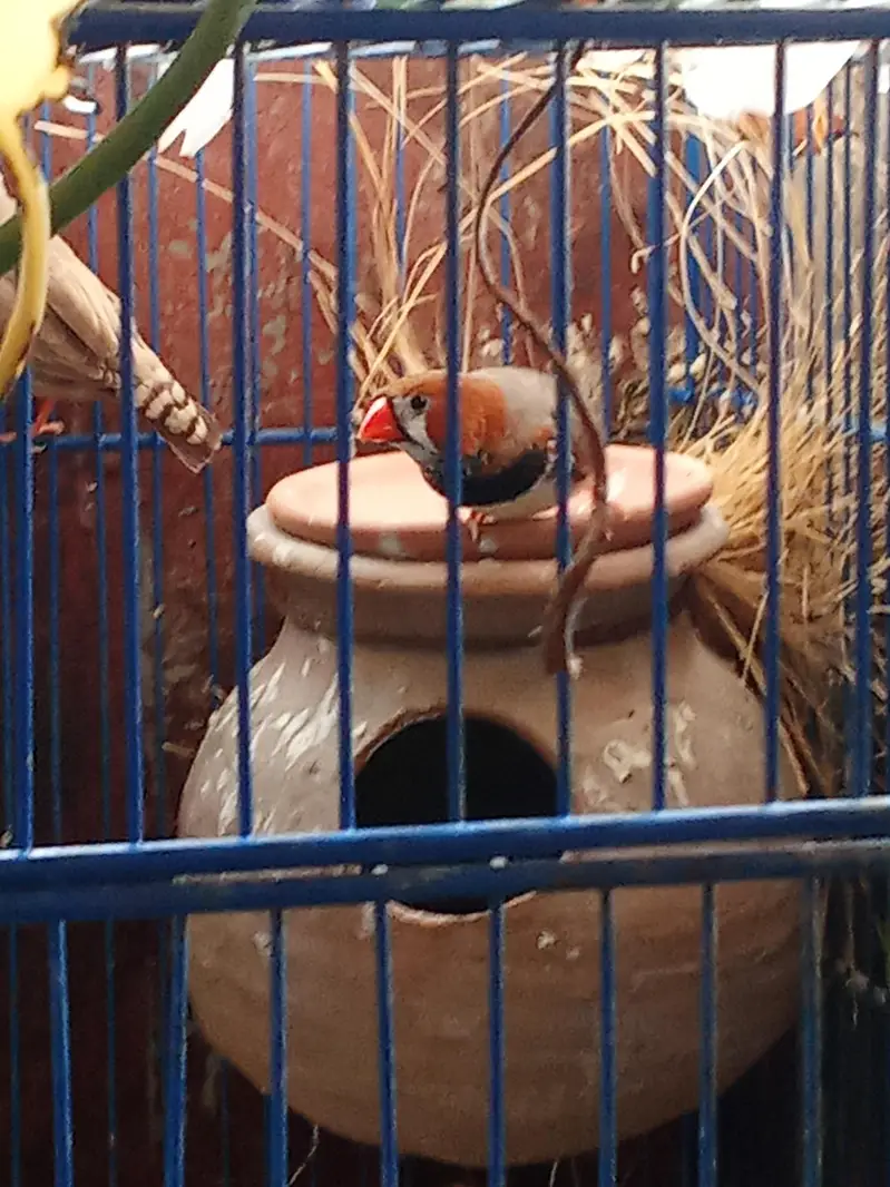 Mutation Finches and Fawn Java Pairs — photo 3