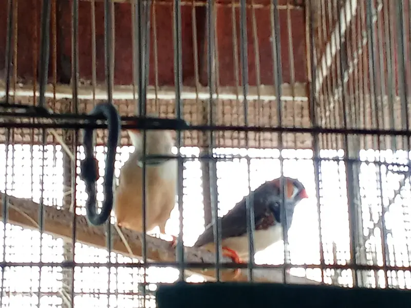 Mutation Finches and Fawn Java Pairs — photo 5