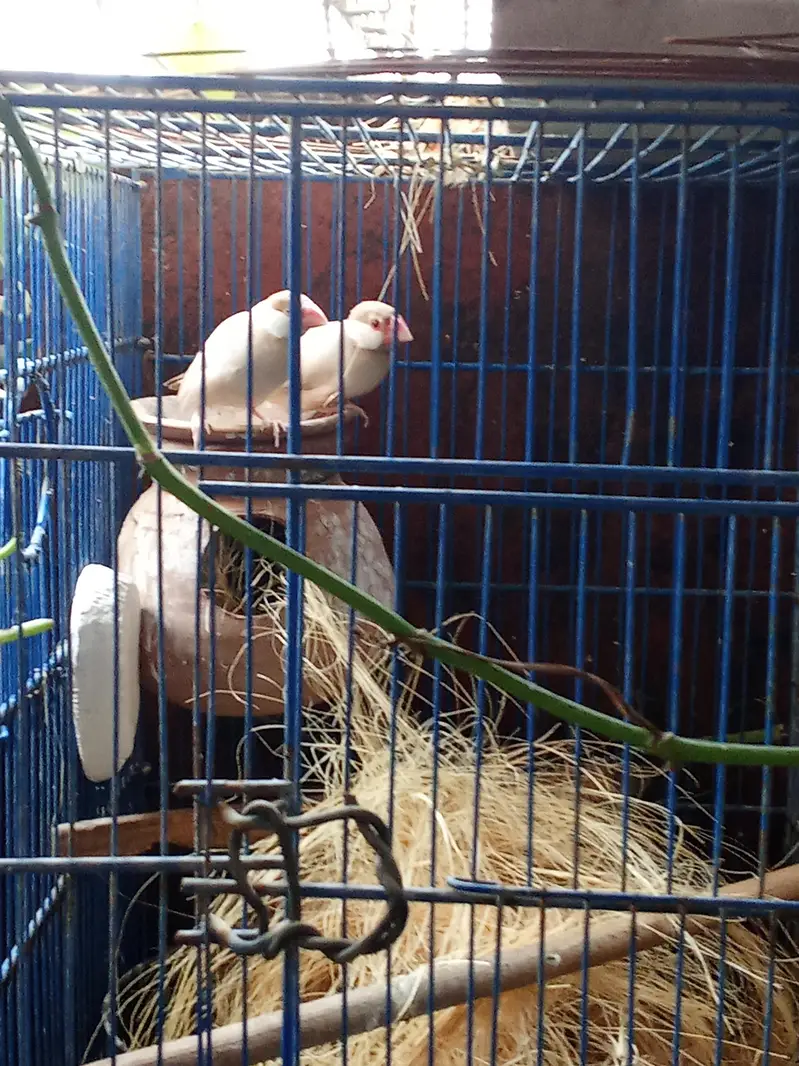 Mutation Finches and Fawn Java Pairs — photo 6