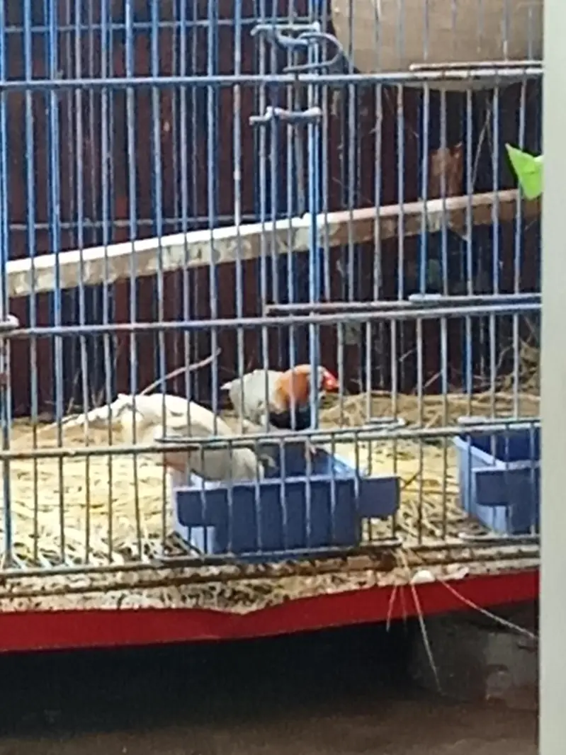 Mutation Finches and Fawn Java Pairs — photo 7