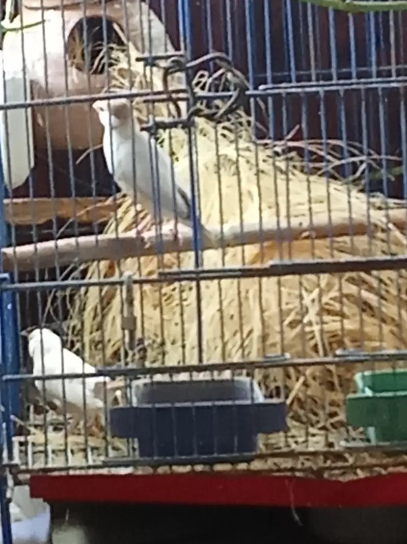 Mutation Finches and Fawn Java Pairs — photo 8