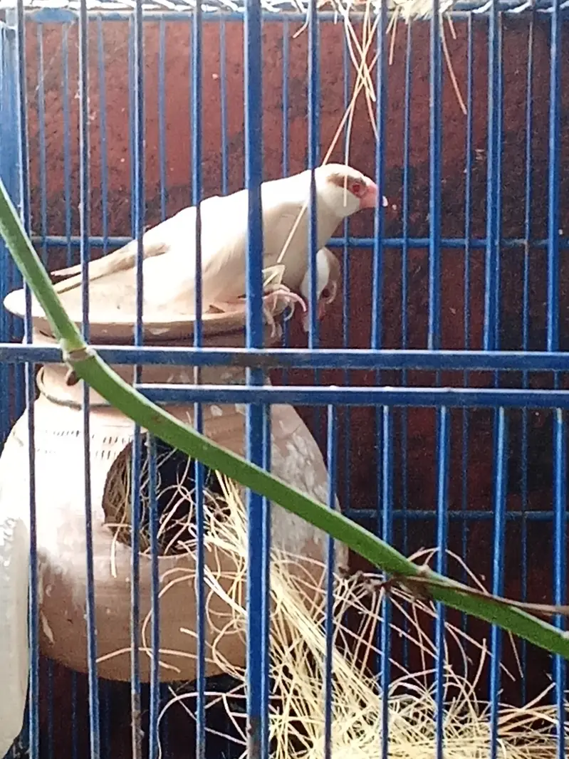 Mutation Finches and Fawn Java Pairs — photo 9