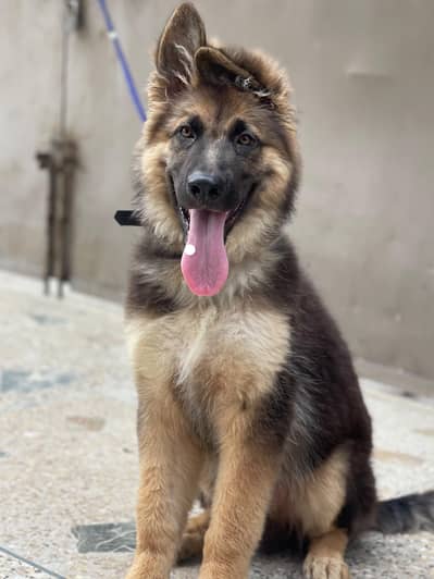 German Shepherd